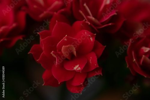 mini red rose macro background