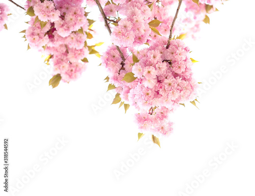 Soft Pink sakura flowers or Cherry Blossom in the nature of springtime on white background