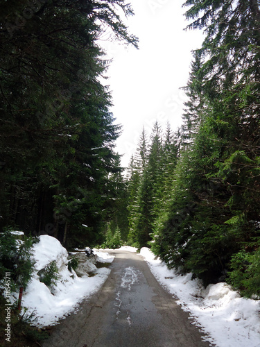 Road in the forest