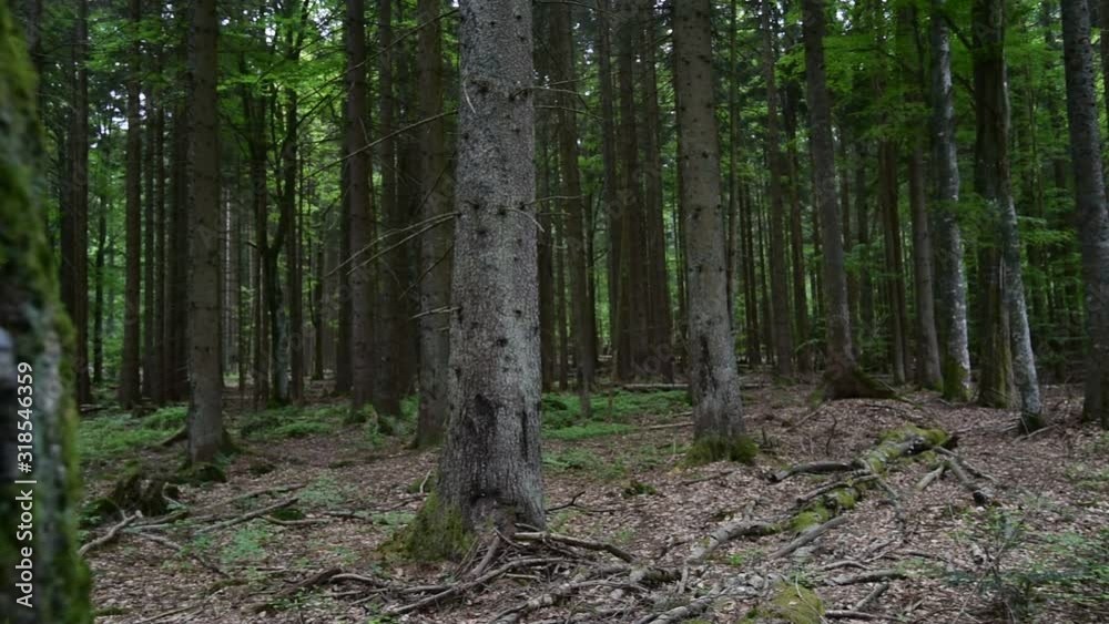 Tracking shot to False tinder fungus (Fomes fomentarius) on tree trunk in forest