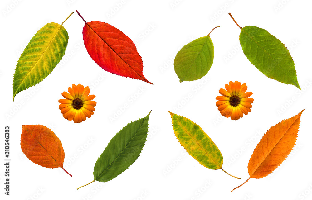 Obraz premium Pattern of autumn leafs and flowers on white background. High detail. Can be used for wallpaper, pattern, art print, fabric etc.