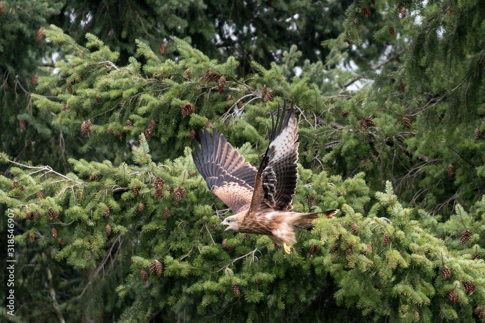 Fototapeta premium Rotmilan