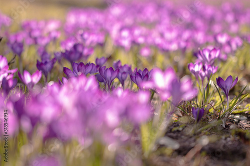 Lila Blüten im Frühling - Lichtdurchflutete Krokusse
