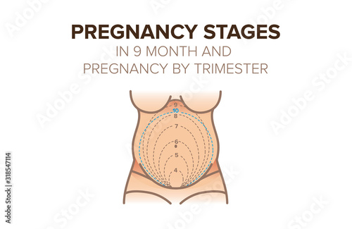 Pregnancy stages in 9 month. Pregnancy by trimester