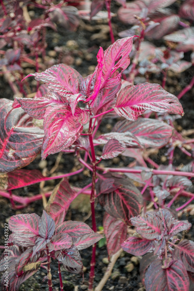 Detail of plants and leaves for terraces and gardens Detail of plants and leaves for terraces and gardens