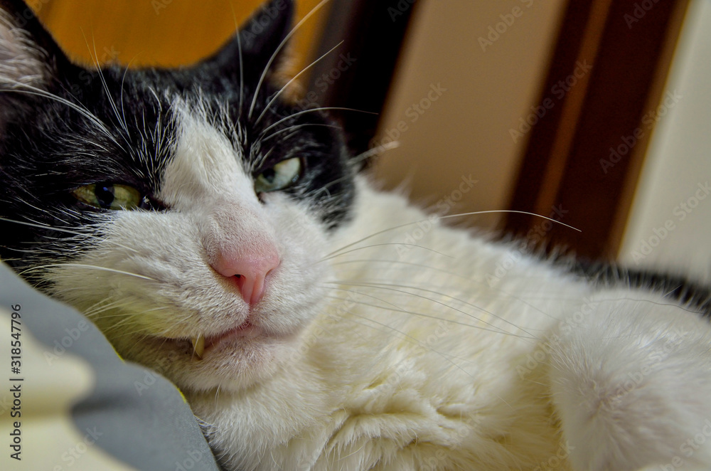 Obraz premium 猫