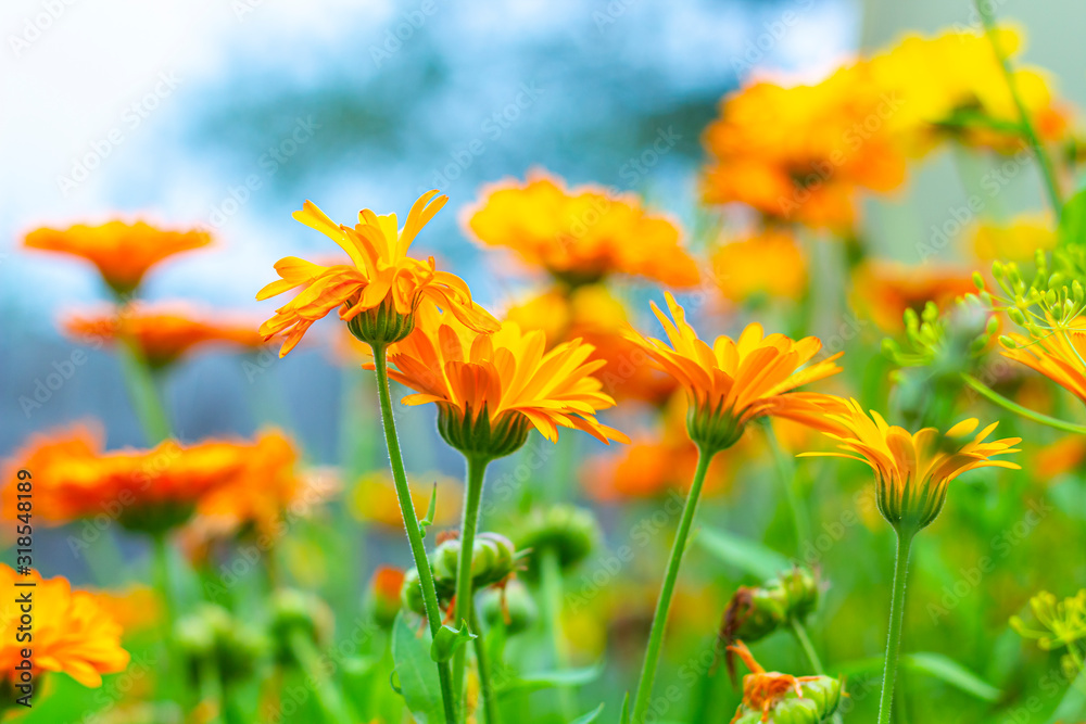 Garden orange  flowers - calendula (marigold).Summer landscape with blooming  flowers. Homeopathic plant,  medicine herb. Blurred background - obrazy, fototapety, plakaty 