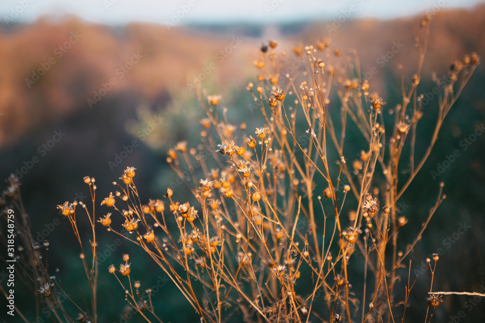 Dry flowers, stems of plants, leaves, herbs and grass in autumn season. Autumn sunset.
