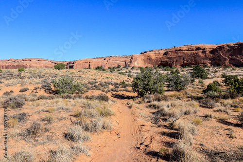 Dry Trees and Other Flora in Canyonlands National Park, USA
