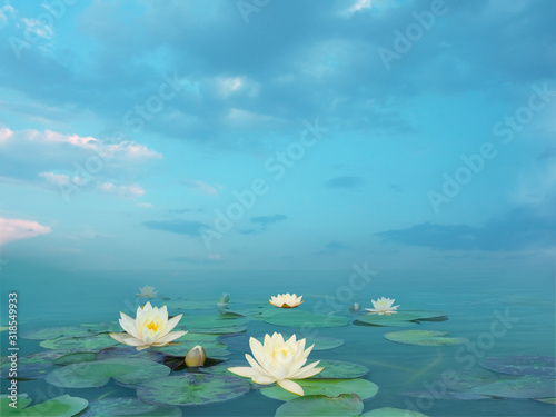 Beautiful summer landscape with white lilies. Lake with water lily flowers. Nymphaea reflection in the pond. © Lilya