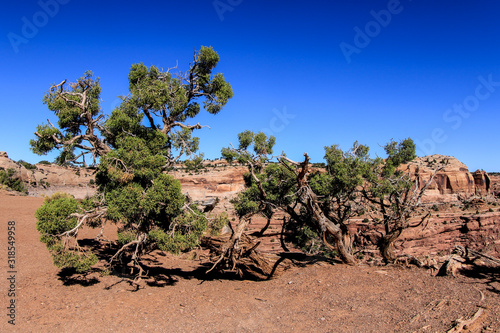 Tableau sur toile Dry Trees and Other Flora in  Canyonlands National Park, USA