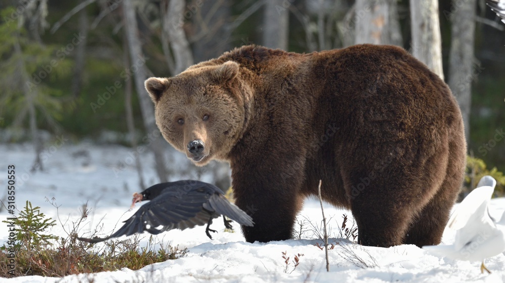 Obraz premium Brown Bear (Ursus arctos) in spring forest.