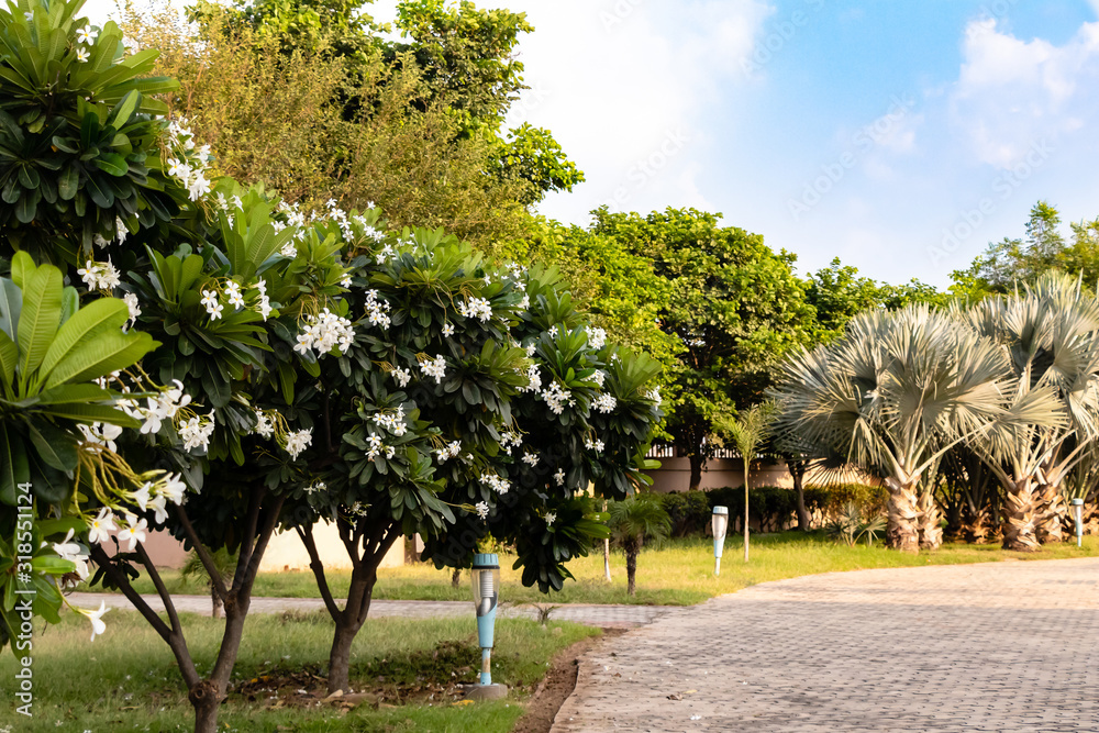 Naklejka premium beautiful photography of walking road and trees against sky in the background. Morning concept.