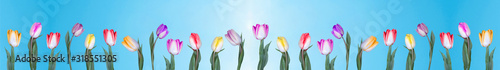 Many multicolored tulips on a tulip field isolated on blue sky background banner panorama long
