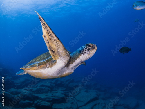 Wide angle shoot of a green turtle in the blue water of Tenerife (Canary Island)