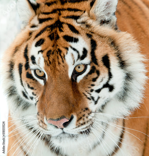 The Siberian tiger  Panthera tigris altaica  close up portrait.