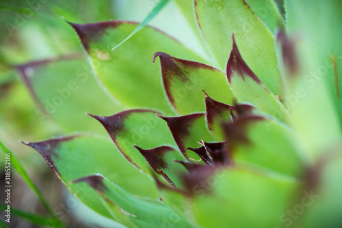 joubarbe sempervivum photo