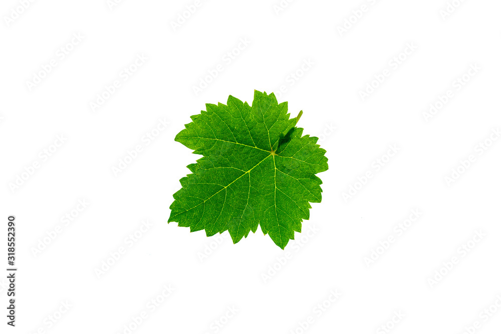 Fresh green grape leaves isolated on white background. Fresh green grape leaves isolated on white background.