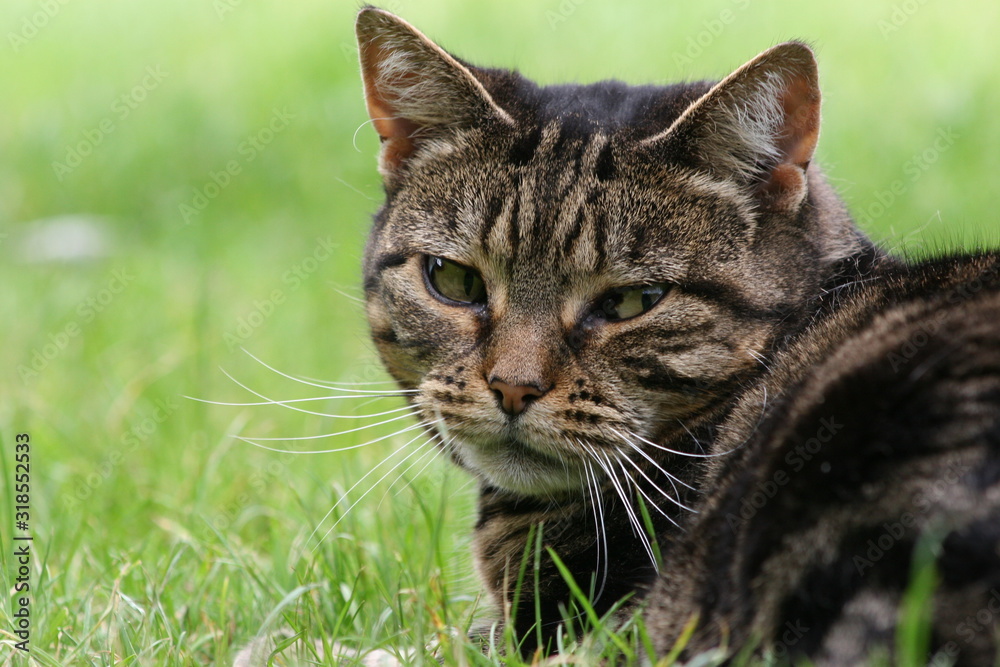 cat in the grass cat in the grass