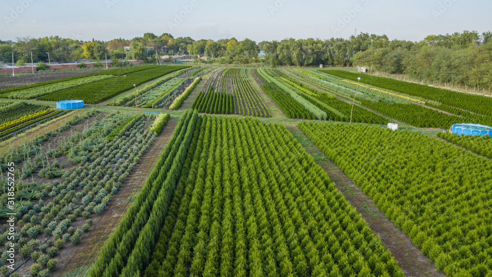 Nursery of ornamental plants in a rural country area Nursery of ornamental plants in a rural country area