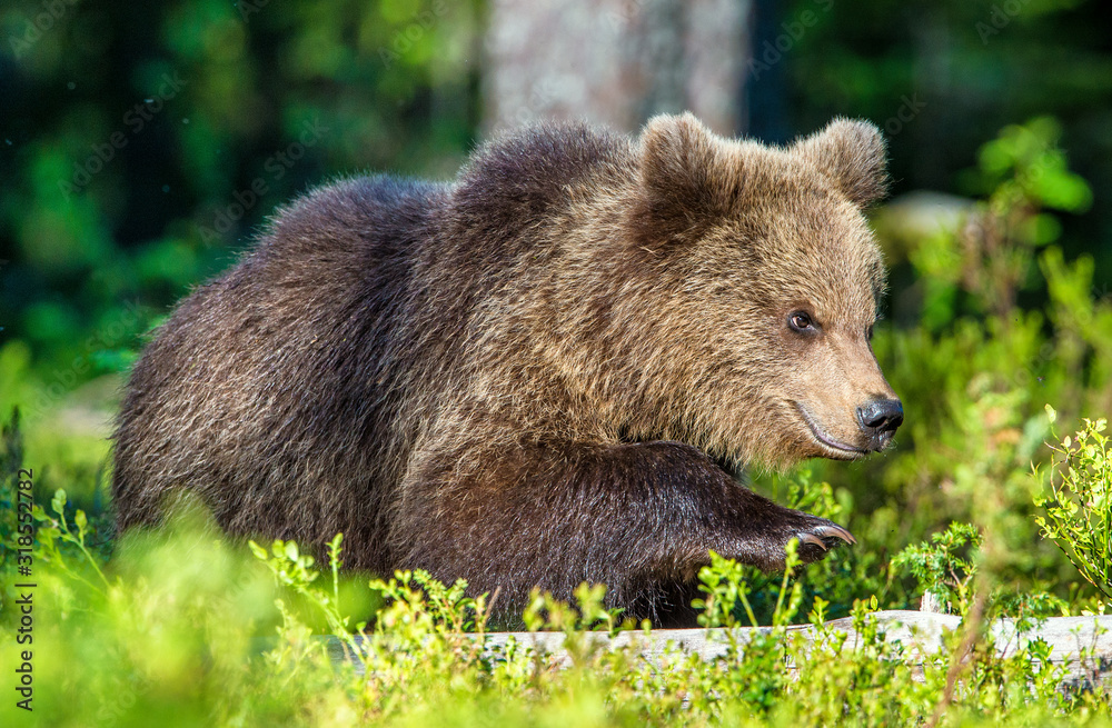 Fototapeta premium Portrait of Cub of Wild Brown bear (Ursus Arctos Arctos) in the summer forest. Natural green Background