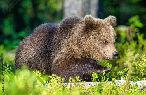 Portrait of Cub of Wild Brown bear (Ursus Arctos Arctos) in the summer forest. Natural green Background