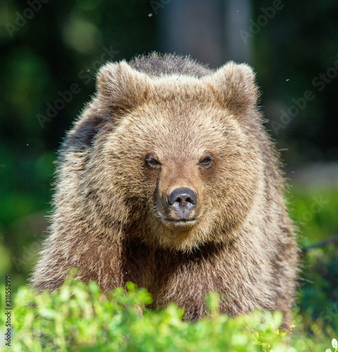 Portrait of Cub of Wild Brown bear (Ursus Arctos Arctos) in the summer forest. Natural green Background