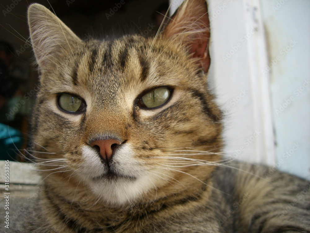 portrait of a cat