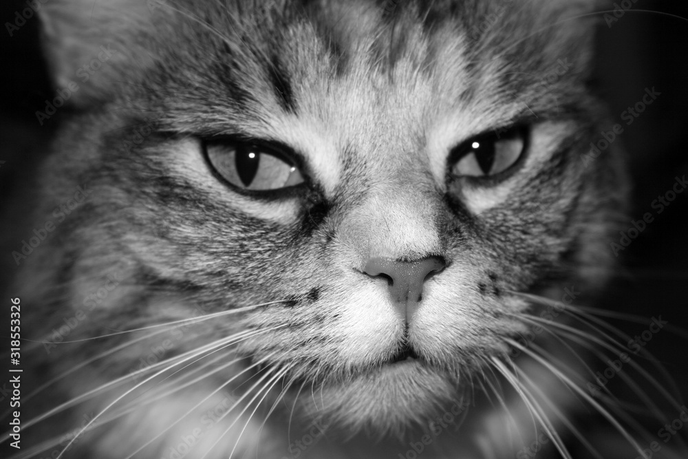 cat cat