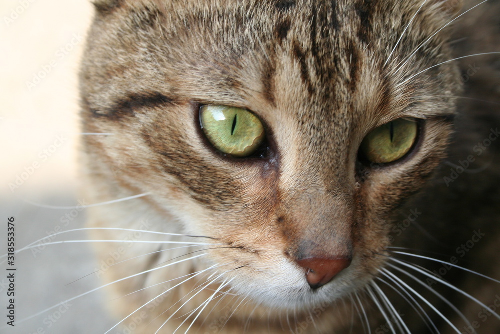 portrait of a cat