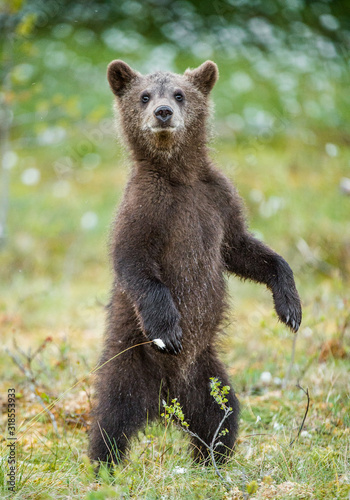Bear cub stood up on its hind legs. Cub of Brown bear (Ursus Arctos Arctos) in the summer forest. Natural green Background