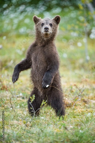 Bear cub stood up on its hind legs. Cub of Brown bear (Ursus Arctos Arctos) in the summer forest. Natural green Background