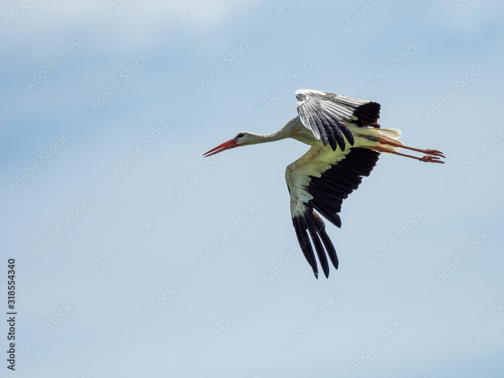 Obraz premium White Stork at Knapp, UK ( Ciconia ciconia )