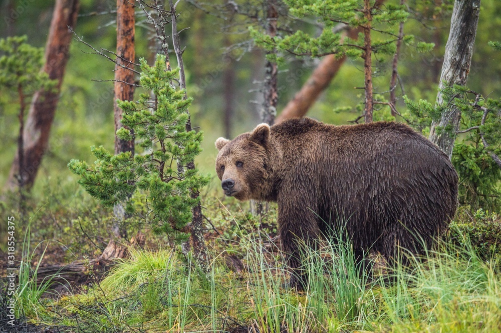 Wild Brown bear (Ursus Arctos Arctos) in the summer forest. Natural green Background