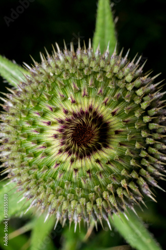 Prickly plant. Flower with hooks.