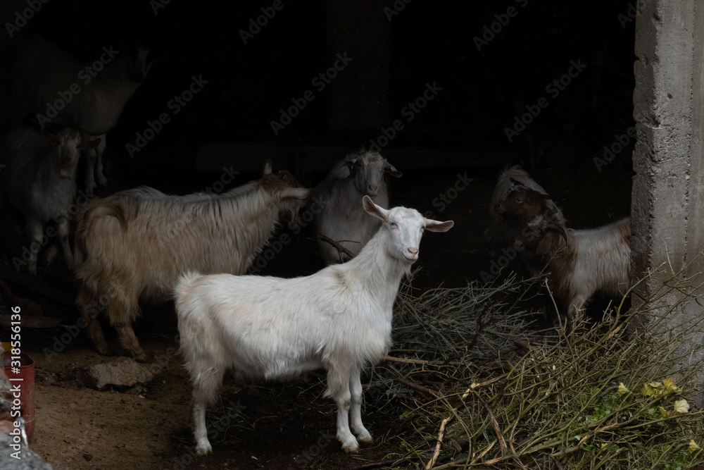 Obraz premium goats in a barn