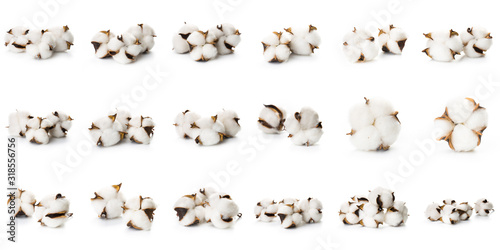Set of several flowers of cotton isolated on a white background