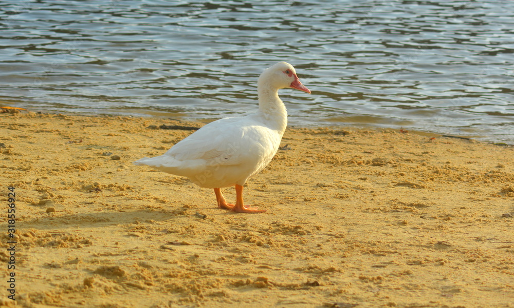 Fototapeta premium canard blanc