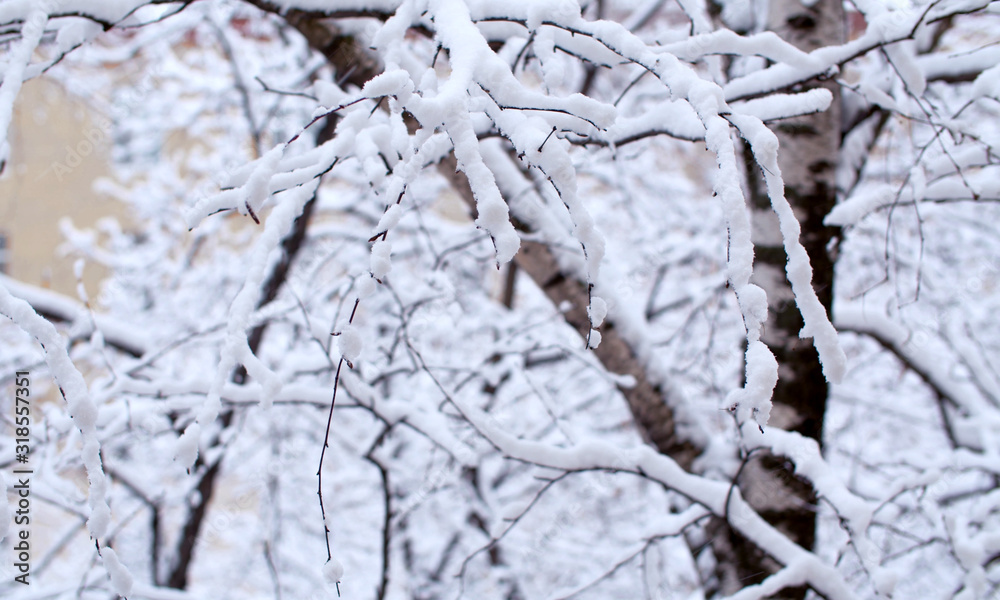 Birch tree branches under the snow