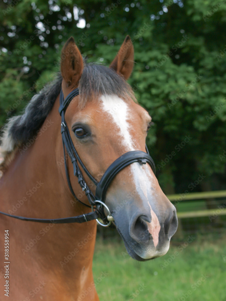 Fototapeta premium Horse Headshot