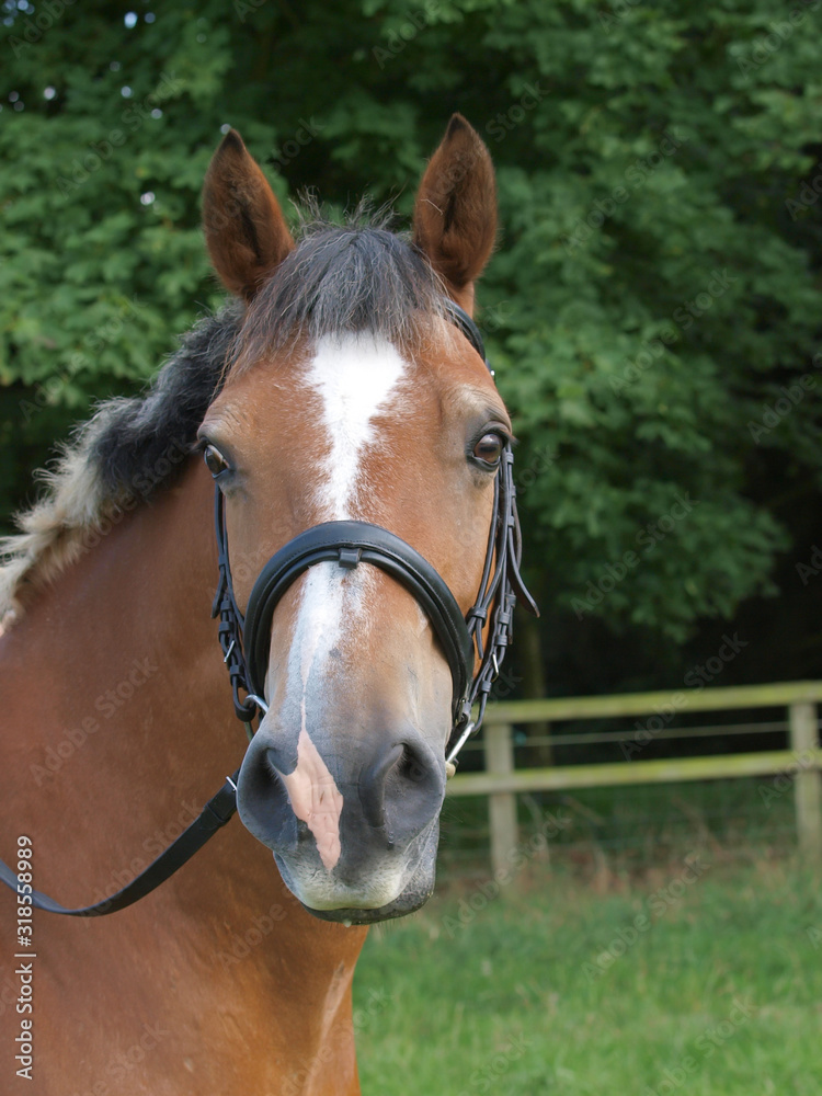 Fototapeta premium Horse Headshot