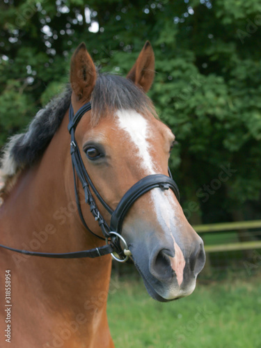 Horse Headshot © Nigel Baker