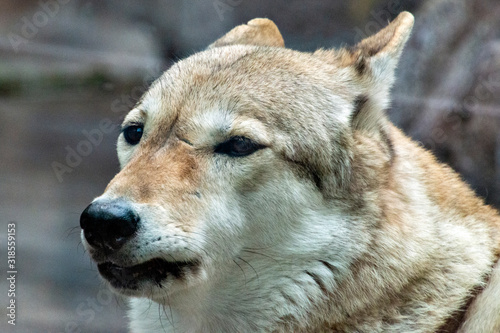 Chinese wolf (Canis lupus chanco) in Japan © Kazu