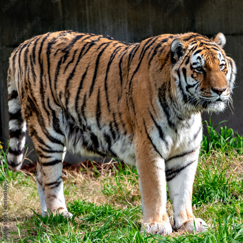 Amur (Siberian) tiger (Panthera tigris altaica) in Japan Amur (Siberian) tiger (Panthera tigris altaica) in Japan