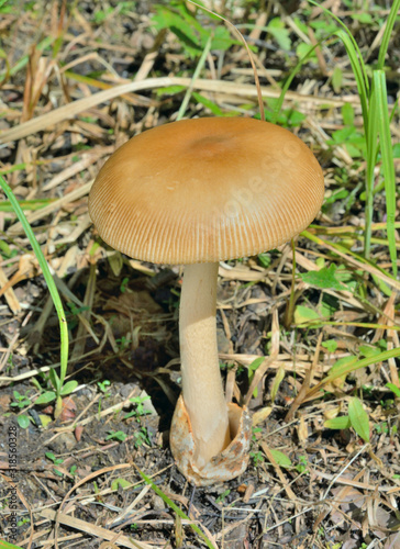 Mushroom (Amanita fulva) 1