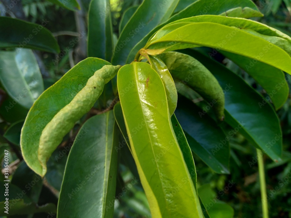 Obraz premium Soursop laves or Prickly Custard Apple. (Annona muricata L.) Plant for Treatment of carcinoma.