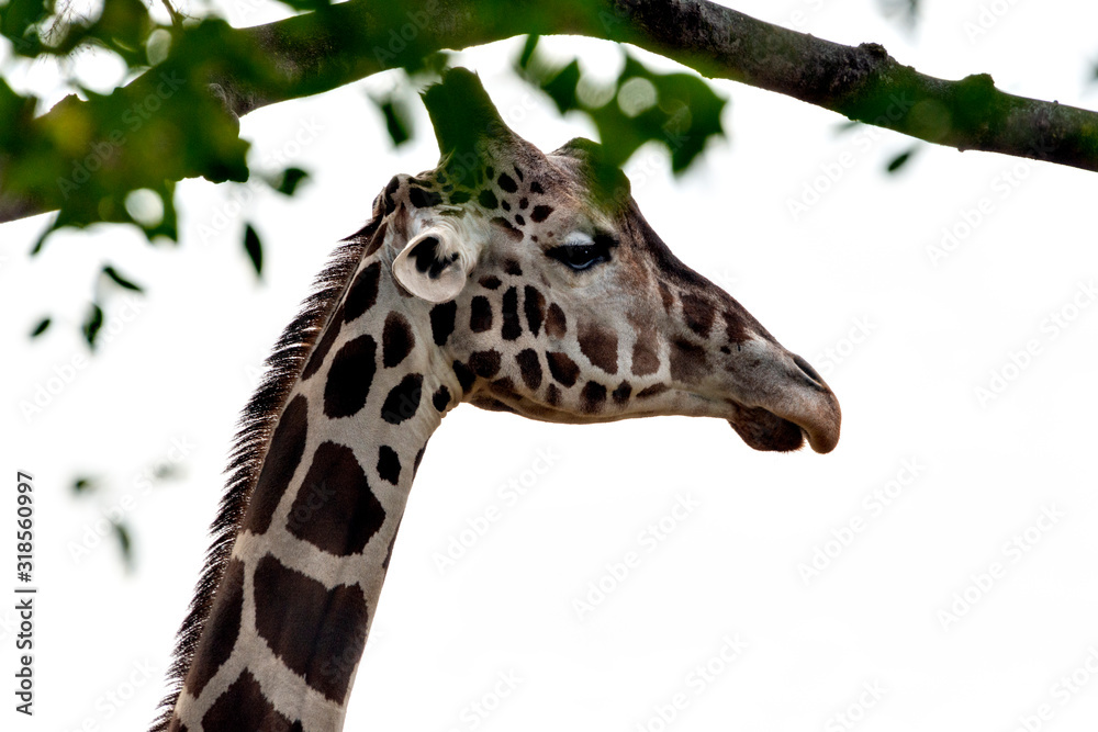 Naklejka premium Giraffe (Giraffa camelopardalis) in winter season