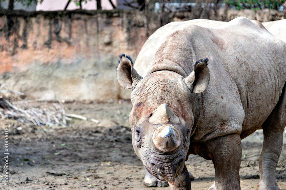 East African black Rhinoceros (Diceros bicornis) East African black Rhinoceros (Diceros bicornis)