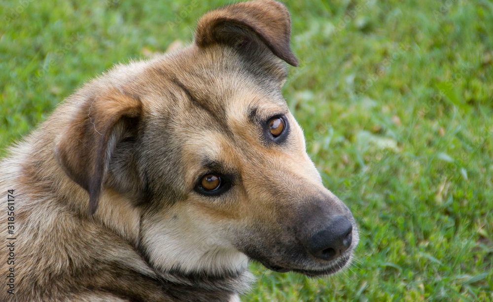 dog dog