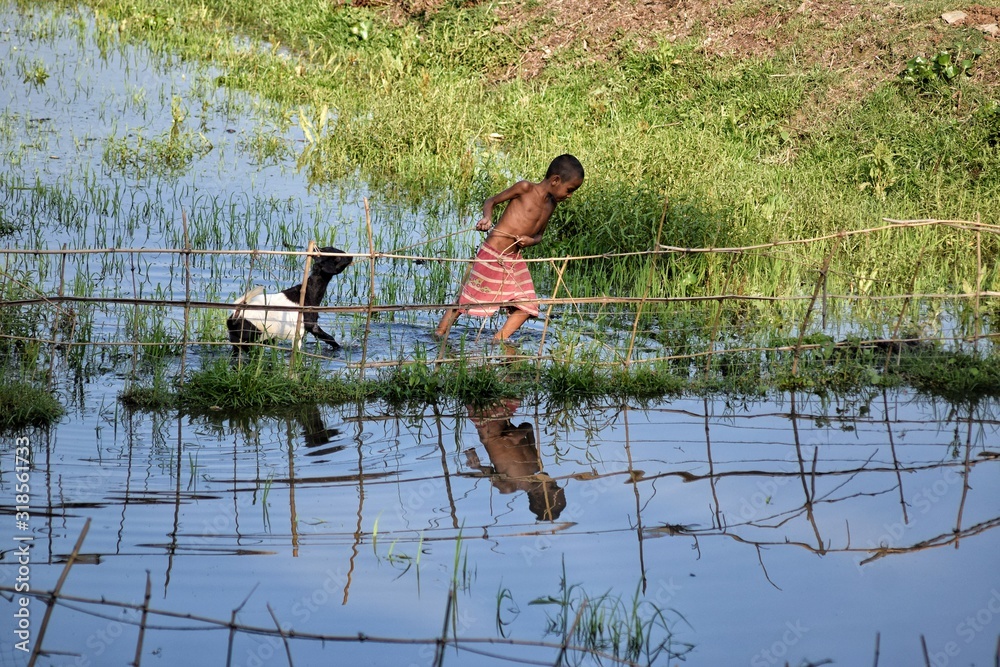 Shirtless Boy Pulling Goat At Farm Stock Photo Adobe Stock